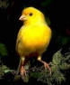 yellow canary bird picture